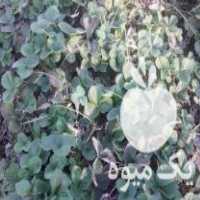 فروش بوته توت فرنگی و ترخون و نعنا در خراسان رضوی در گروه خرید فروش عمده توت فرنگی - خرید فروش عمده قرمز سفید در یکمیوه