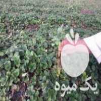 فروش بوته توت فرنگی کاماراسو در جویبار در گروه خرید فروش عمده توت فرنگی - خرید فروش عمده قرمز سفید در یکمیوه