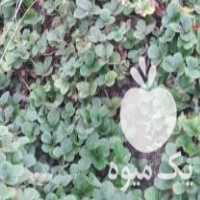 فروش بوته توت فرنگی کاماروسا در جویبار در گروه خرید فروش عمده توت فرنگی - خرید فروش عمده قرمز سفید در یکمیوه