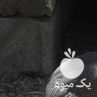 فروش مرغ و خروس مصری در ارومیه در گروه مرغ و خروس و بوقلمون و اردک قو قاز در یکمیوه