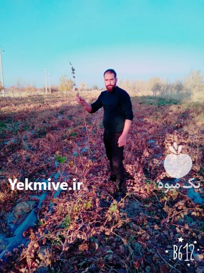 نهال انگور در تاکستان در گروه خرید فروش عمده انگور - یاقوتی شانی عسگری بی دانه قرمز در یکمیوه