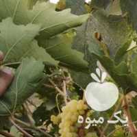فروش انگور در شیراز در گروه خرید فروش عمده انگور - یاقوتی شانی عسگری بی دانه قرمز در یکمیوه