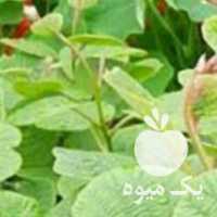 خریدار نهال پیوند نشده کیوی در رودسر در گروه خرید فروش نهال - انواع گردو پسته بادام سلطانی انگور در یکمیوه