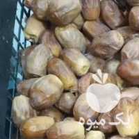 خرید و فروش خرما در جهرم در گروه خرید فروش عمده خرما - کبکاب تازه زاهدی خشک خارک در یکمیوه