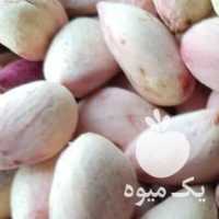 فروش 90 کیلو پسته تازه دامغان امروز در قم در گروه پسته - کوهی شامی خام اکبری تازه کله قوچی در یکمیوه