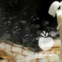 فروش پنیر نخل ، خرمای خونگی ،  شیره خرما طبیعی ،  ارده تازه در تهران در گروه عسل شیره و فرآورده ی مربا - طبیعی گون کوهی آویشن در یکمیوه