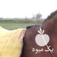 فروش اسب مادیان در تهران در گروه اسب و الاغ خر و فروش قاطر- ترکمن عربی سفید نر و ماده در یکمیوه