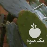 فروش کاکتوس اپونتیا بزرگ در تهران در گروه خرید فروش عمده گیاهان زینتی - گرمسیری آپارتمانی باغچه آب در یکمیوه