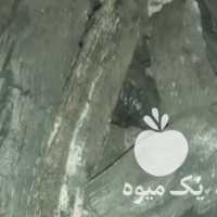 فروش 160 گونی‌زغال قلم پسته در رفسنجان در گروه خرید فروش عمده چوب- زغال چوب گردو تبریزی خام در یکمیوه