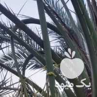 فروش عمده خارک ، رطب ، خرما در تهران در گروه خرید فروش عمده خرما - کبکاب تازه زاهدی خشک خارک در یکمیوه