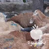 فروش گوسفندزنده مغان افشارتحت نظره بهداشت تمیزو سالم در تهران در گروه گاو و گوسفند و میش و بز کهره گوساله سمینتال در یکمیوه