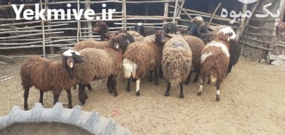 خرید و فروش دام زنده در ترکمن در گروه گاو و گوسفند و میش و بز کهره گوساله سمینتال در یکمیوه -عکس1