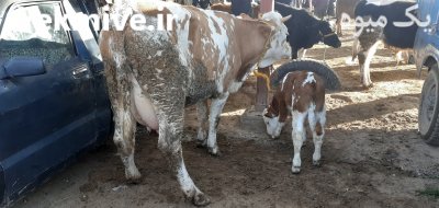خرید و فروش دام زنده در ترکمن در گروه گاو و گوسفند و میش و بز کهره گوساله سمینتال در یکمیوه -عکس2