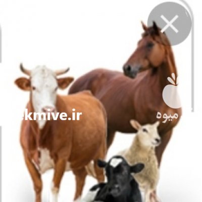 خرید و فروش دام زنده در ترکمن در گروه گاو و گوسفند و میش و بز کهره گوساله سمینتال در یکمیوه