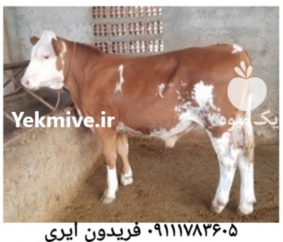 خرید و فروش دام زنده در ترکمن در گروه گاو و گوسفند و میش و بز کهره گوساله سمینتال در یکمیوه -عکس4