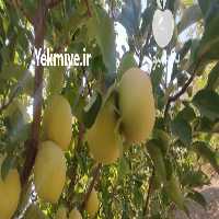 فروش اجاره باغ سیب پاییزه درخت سیب پرثمر خوب و کیفیت عالی در ساری در گروه خرید فروش عمده سیب - زرد و قرمز گلاب پاییزه در یکمیوه