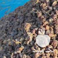 فروش کشمش آفتابی بیدانه در قزوین در گروه آجیل - فروش عمده محصولات در یکمیوه