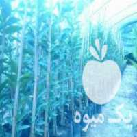 فروش نهال لیموترش چهارفصل در ساری در گروه خرید فروش نهال - انواع گردو پسته بادام سلطانی انگور در یکمیوه