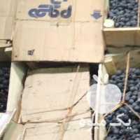 فروش انگور  بش  کردستان ،  سنندجی در شیراز در گروه خرید فروش عمده انگور - یاقوتی شانی عسگری بی دانه قرمز در یکمیوه