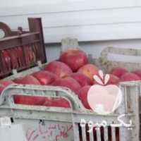 فروش سیب و سیب‌زمینی های روستایی در ارومیه در گروه خرید فروش عمده سیب - زرد و قرمز گلاب پاییزه در یکمیوه