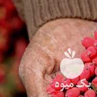 فروش زرشک تازه آب دار از باغ دار در مشهد در گروه خرید فروش عمده ازگیل و تمشک و زرشک - ژاپنی فروش مستقیم در یکمیوه