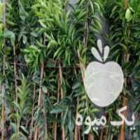 فروش نهال نارنگی تامسون پیج خونی در بابلسر در گروه خرید فروش نهال - انواع گردو پسته بادام سلطانی انگور در یکمیوه