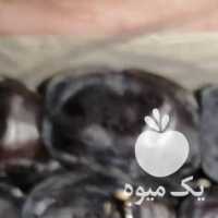 فروش خرما رطب مضافتی بم در کرمان  در گروه خرید فروش عمده خرما - کبکاب تازه زاهدی خشک خارک در یکمیوه