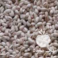 فروش پسته اکبری در یزد در گروه پسته - کوهی شامی خام اکبری تازه کله قوچی در یکمیوه