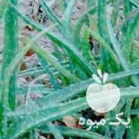 فروش گل الوورا در شیراز در گروه خرید فروش نهال - انواع گردو پسته بادام سلطانی انگور در یکمیوه