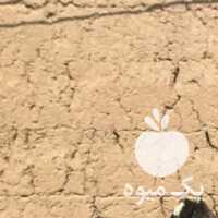 فروش گوسفند افشاری در اصفهان در گروه گاو و گوسفند و میش و بز کهره گوساله سمینتال در یکمیوه