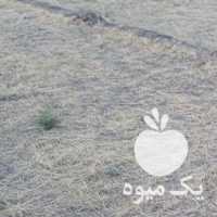 فروش پیاز زعفران مرغوب در مشهد در گروه خرید فروش عمده زعفران - قائنات قیمت خراسان بهرامن گرم در یکمیوه