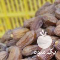 فروش خرمای قصب حاج قنبری در جهرم در گروه خرید فروش عمده خرما - کبکاب تازه زاهدی خشک خارک در یکمیوه