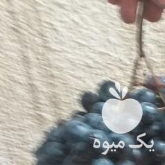 فروش انگور سردشت دیمی در تهران در گروه خرید فروش عمده انگور - یاقوتی شانی عسگری بی دانه قرمز در یکمیوه -عکس1