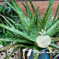 فروش گلهای طبیعی وانواع کاکتوس و آلوورا در تهران در گروه خرید فروش عمده گیاهان زینتی - گرمسیری آپارتمانی باغچه آب در یکمیوه