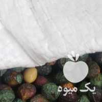 فروش بنه کوهی یا پسته کوهی در سیرجان در گروه پسته - کوهی شامی خام اکبری تازه کله قوچی در یکمیوه