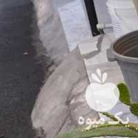 فروش کاکتوس تزیینی در سیرجان در گروه خرید فروش عمده گیاهان زینتی - گرمسیری آپارتمانی باغچه آب در یکمیوه