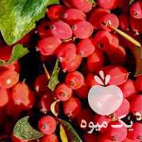 فروش زرشک دونه اناری در بیرجند در گروه خرید فروش عمده ازگیل و تمشک و زرشک - ژاپنی فروش مستقیم در یکمیوه