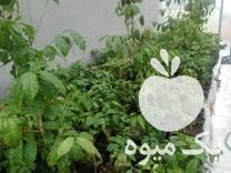 فروش تعدادی نهال قهوه عربیکا در تهران در گروه خرید فروش نهال - انواع گردو پسته بادام سلطانی انگور در یکمیوه -عکس1
