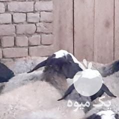 فروش اصیل گوسفند زیبای نژاد شال در شیراز در گروه گاو و گوسفند و میش و بز کهره گوساله سمینتال در یکمیوه -عکس1
