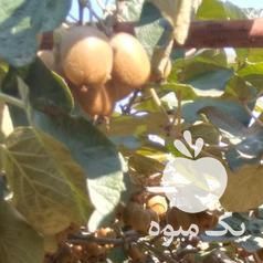 فروش کیوی ارگانیک یکدست در بوشهر در گروه خرید فروش عمده کیوی - صادراتی مازندران تنکابن تالش در یکمیوه -عکس1