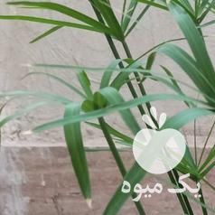 فروش گلدان کاکتوس  ، آپونتیا ، مرجان در تهران در گروه خرید فروش عمده گیاهان زینتی - گرمسیری آپارتمانی باغچه آب در یکمیوه -عکس1