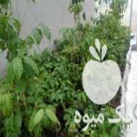 فروش تعدادی نهال قهوه عربیکا در تهران در گروه خرید فروش نهال - انواع گردو پسته بادام سلطانی انگور در یکمیوه