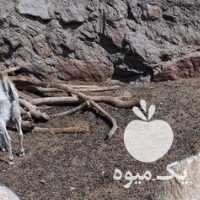 فروش تعداد نه عدد گوسفند میش در قزوین در گروه گاو و گوسفند و میش و بز کهره گوساله سمینتال در یکمیوه