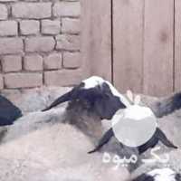 فروش اصیل گوسفند زیبای نژاد شال در شیراز در گروه گاو و گوسفند و میش و بز کهره گوساله سمینتال در یکمیوه