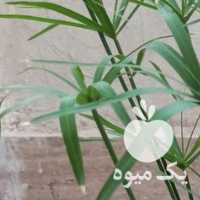 فروش گلدان کاکتوس  ، آپونتیا ، مرجان در تهران در گروه خرید فروش عمده گیاهان زینتی - گرمسیری آپارتمانی باغچه آب در یکمیوه