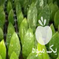 فروش زامفولیا سبز و بلک و انواع گل هایه اپارتمانی در بابلسر در گروه خرید فروش نشا - انواع گوجه برنج کاهو پیاز کاری فرنگی در یکمیوه