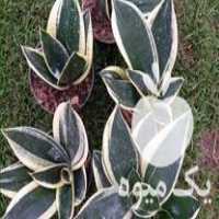 فروش ارزانکده گل وگیاه مرمر در ساری در گروه خرید فروش عمده گیاهان زینتی - گرمسیری آپارتمانی باغچه آب در یکمیوه