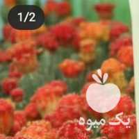 فروش کاکتوس رنگی طبیعی در تهران در گروه خرید فروش عمده گیاهان زینتی - گرمسیری آپارتمانی باغچه آب در یکمیوه