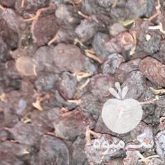 فروش کشمش افتابی در قزوین در گروه آجیل - فروش عمده محصولات در یکمیوه -عکس1