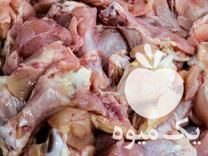 فروش خوراک غذا اماده برای سگ و گربه و پرورش ماهی ها در بهشهر در گروه سگ و گربه _ نگهبان هاسکی ژرمن دوبرمن سرابی در یکمیوه -عکس1